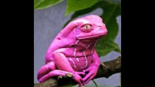 PJ & Roger Vid Review