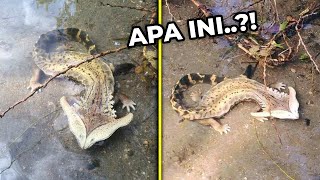 Download lagu KAGET, NEMU MAKHLUK INI DISUNGAI? Inilah Hewan² yang Jarang Dijumpai #YtCrash mp3