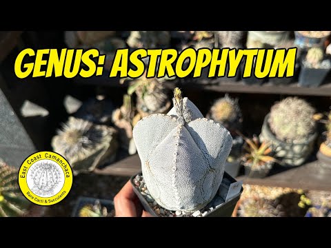 , title : 'All about the most famous cactus genus of all: Astrophytum'