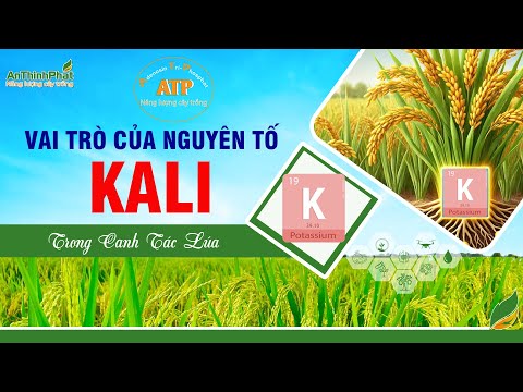 VAI TRÒ CỦA KALI TRONG CANH TÁC LÚA | ATP - NĂNG LƯỢNG CÂY TRỒNG | An Thịnh Phát
