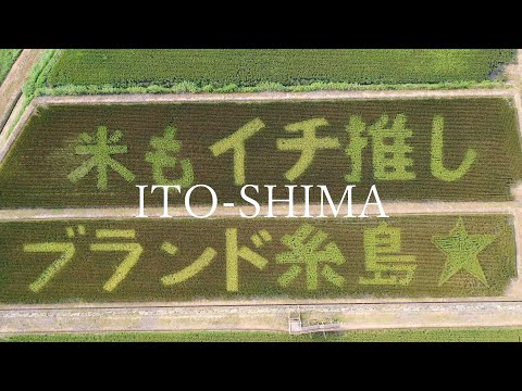 赤米アート　～糸島10秒動画～