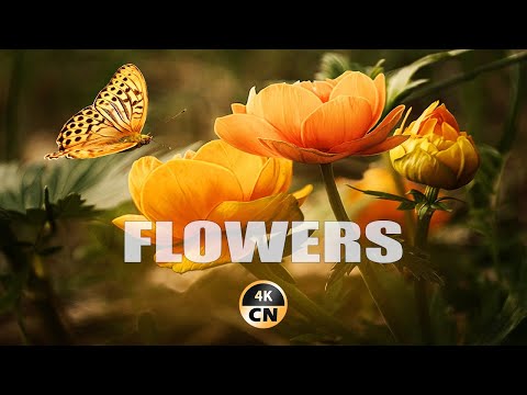 Beautiful flowers with soothing music to relax, sleep and calm nerves - an hour and a half - Full HD