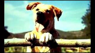 MC ESOTERIC -  &quot;BACK TO THE LAB&quot; LABRADOR SONG from album SAVING SEAMUS RYAN