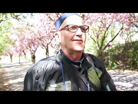 Kirschblütenallee in Niederkassel-Lülsdorf