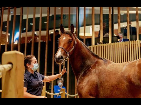 Arqana August Yearling Sale 2021 Day One Review