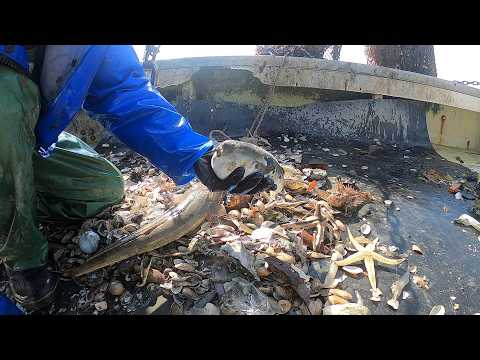 I hope that giant pufferfish will come to Yorishima in March as usual this year.