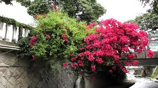目が覚めるピンク！熱海のブーゲンビレアスポット　2025年6月