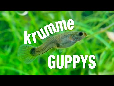 sterbende und krumme Guppys