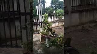 preview picture of video 'Gl anh em bình dương lô bonsai do nhà chât lh 01643473869'
