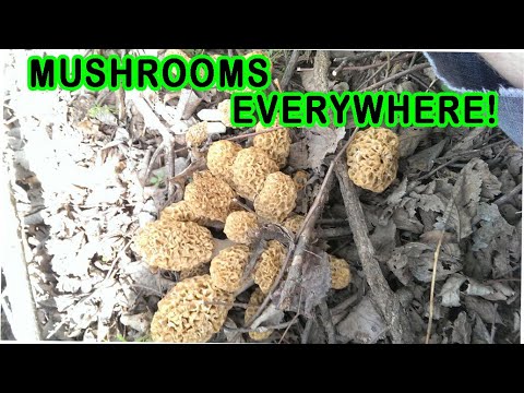 Morel Mushroom Hunting! Third Hunt of 2023! How to Find the Mother Load! #morels #mushrooms