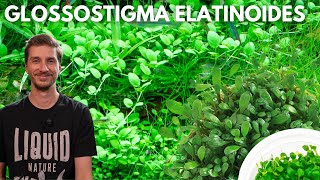 Glossostigma elatinoides | Liquid Nature Pflanzenvorstellung