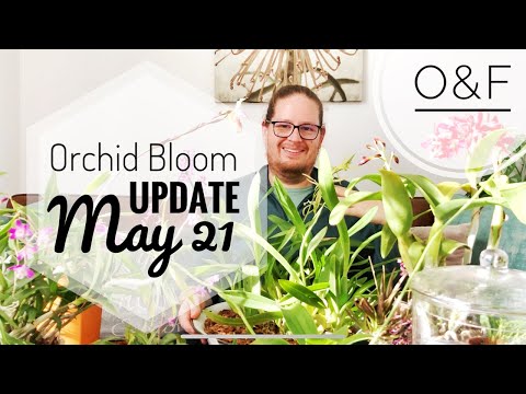 Orchid update - flowers May 2021 | My orchid plant collection