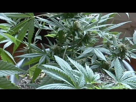 Legal kiffen in Uruguay: Regierung erklärt, wie's geht