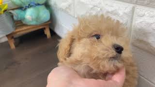 ハーフ犬の動画01