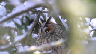 Long-eared Owl