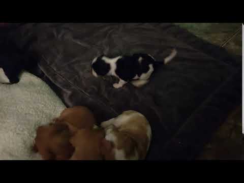 Puppy Chases Down Sister