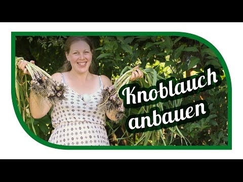 Prostata Ultraschall zeigte keine Die Symptome der chronischen Prostatitis Behandlung Drogen