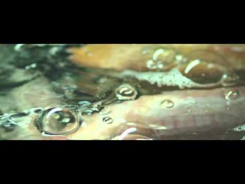 Video thumbnail for I See Seaweed