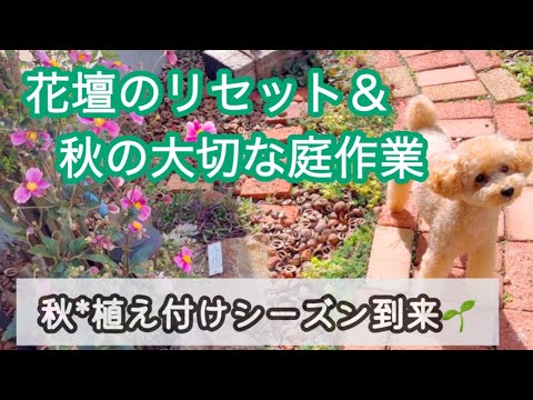 plantes retombantes -impatiens-fleurs-blanches-roses-rouges-pot-suspendu