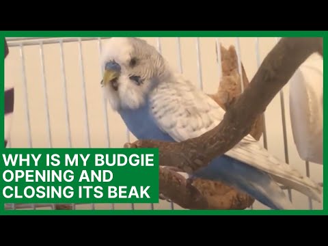 YouTube video about: Why do birds open their mouths?