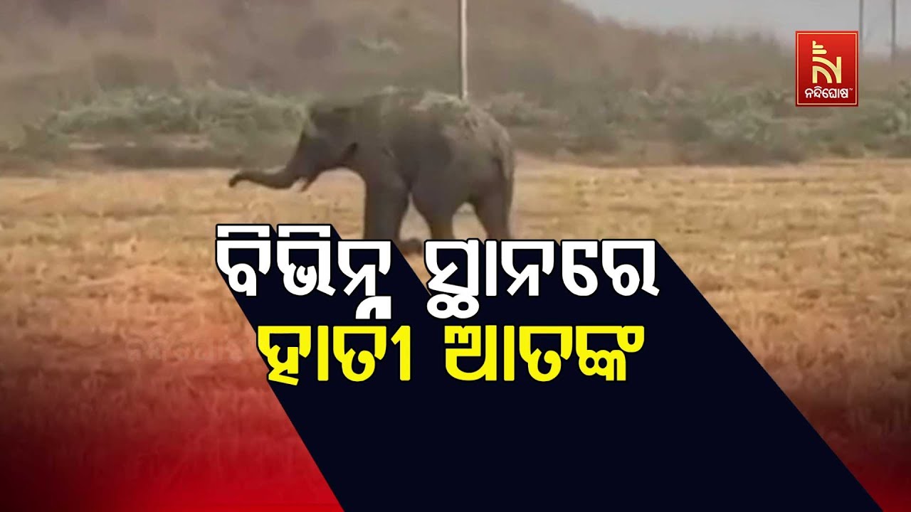 🔴 Live | ବିଭିନ୍ନ ସ୍ଥାନରେ ହାତୀ ଆତଙ୍କ