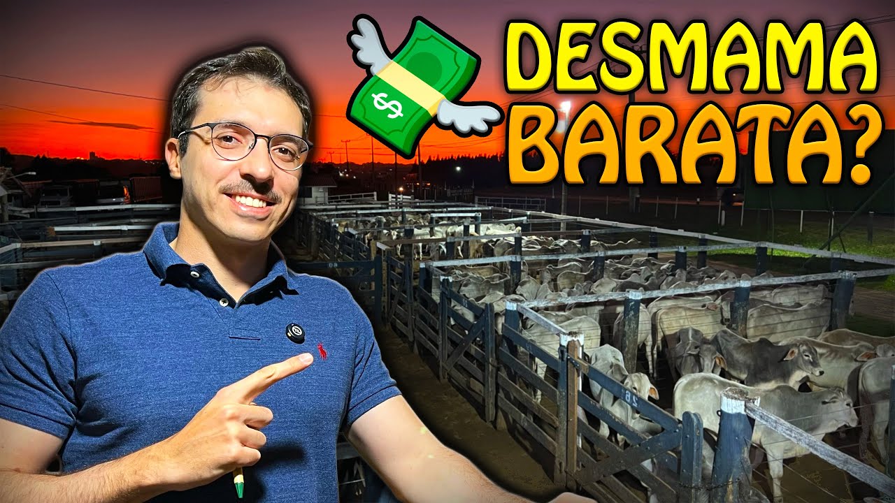 COMO COMPRO GADO NO LEILÃO?!