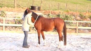 preview picture of video 'CHAZ Pony Gelding first ride (with my broken toe - VERY SORE)'