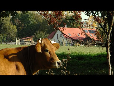 Állattarásra, növénytermesztésre alkalmas öntözhető tanya a Bakonyban eladó