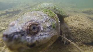 Creepy Snapping Turtle Underwater