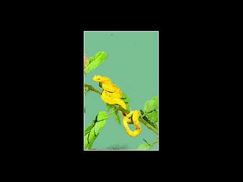Vidéo The San Diego Zoo Presents: The Animals!