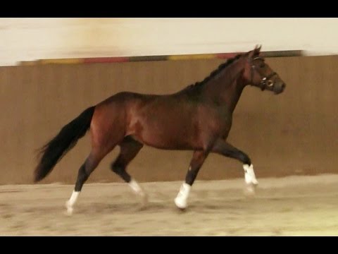 3. Ponyforum Hengsttage DROGBA v. D-Day AT - Principal Boy