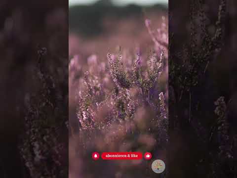 Top 5 heimische Immergrüne: Struktur und Artenvielfalt im Wintergarten