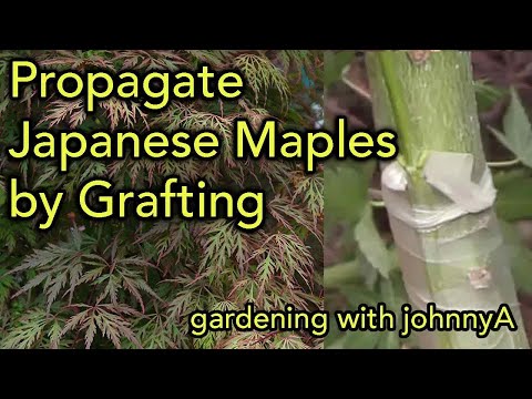 How and When to Graft Red and Green Leaf Japanese Maples - Propagation Tips and Techniques