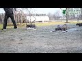 Cane Corso dogs for sale: Wrangler - Video 1