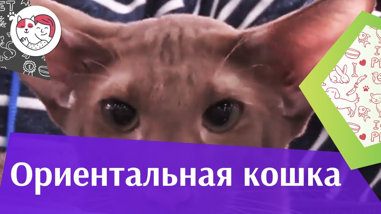 5 особенностей ухода за золотистым ретривером