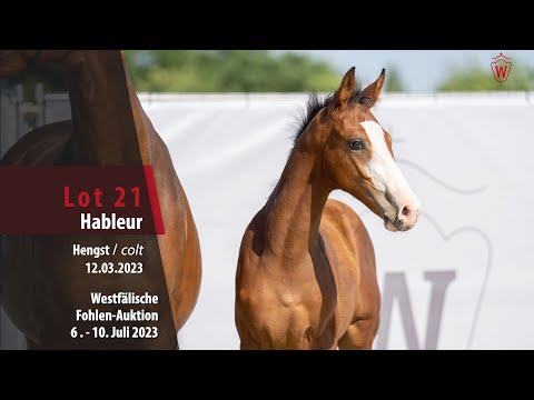 Fohlen-Auktion Lot 21 Hableur Hengst v. Hickstead Blue - Cayetano L