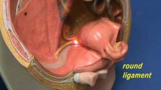 Female Reproductive System - Pelvic Organs