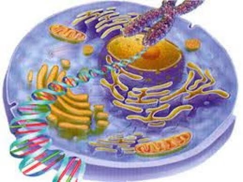 Aula 4   Composição química da célula 1