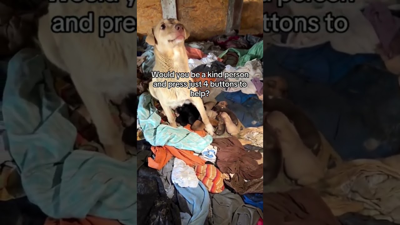 Please don’t scroll past. Donate through the link in our bio. Updates soon. 🐾