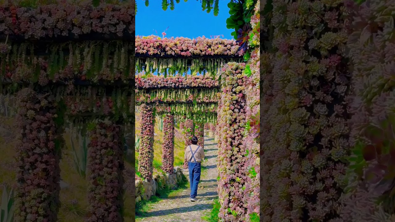 Hanging Burro’s Tail Succulents in a Garden Walkway