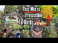 How to Feed Wild Birds the RIGHT Seeds for Less Wasted Money to Attract Wildlife in the Bird Garden