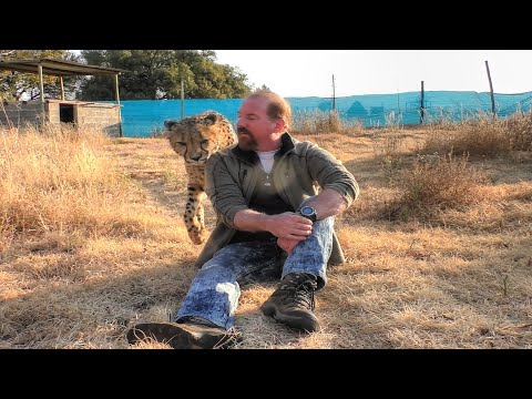 Turning Back To Cheetahs Leopards & Cubs | BIG and BIGGER Cats Tested For Ambush Theory & Behavior
