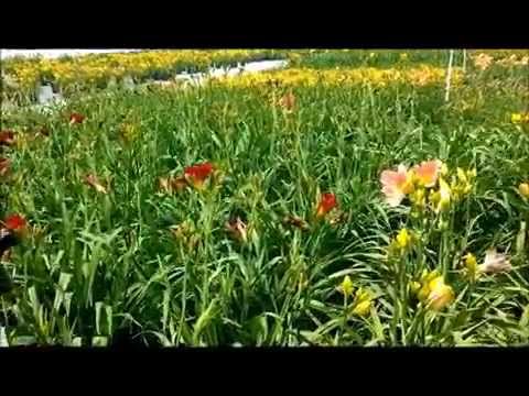 download lagu mp3 mp4 Frankly Scarlet Daylily, download lagu Frankly Scarlet Daylily gratis, unduh video klip Frankly Scarlet Daylily