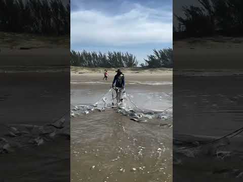 Tainha Jaguaruna litoral sul catarinense.