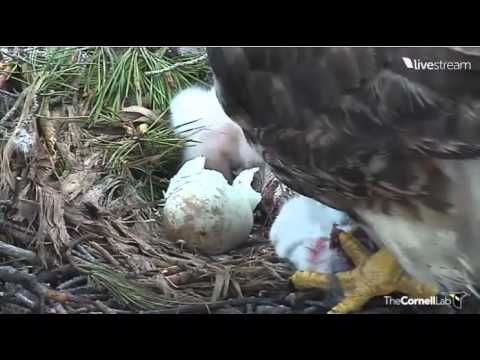 Cornell Hawks - Big Red and Ezra - feeding first chick while second is hatching - April 24, 2012