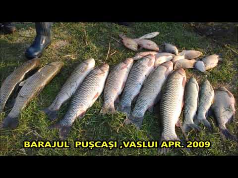 Pescuit la crap pe barajul Puscasi VASLUI captura impresionanta la porumb Bonduelle