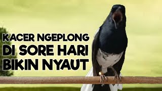 Download lagu SUARA KACER NGEPLONG SORE BUAT PANCINGAN AMPUH KACER BAHAN SUPAYA CEPAT BUNYI IKUT NYAUT GACOR!! mp3