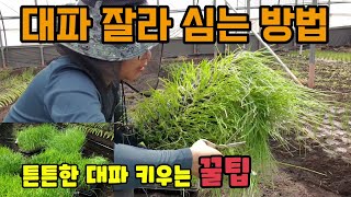 대파를 잘라 심는 이유와 방법 대파모종은 잘라심어야 튼튼하게 잘 자랍니다 대파 쉽게 심는방법 대파심는시기 대…