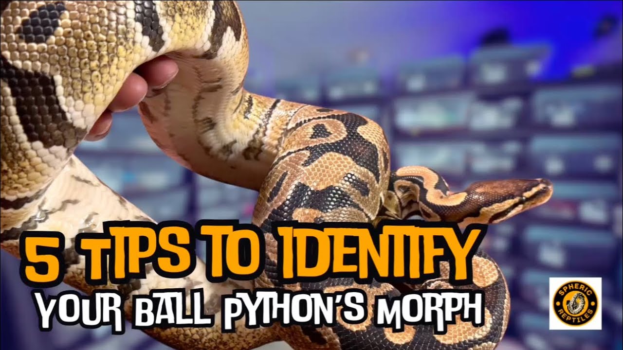 5 Tips To Identify Your Ball Python’s Morph (Even If You Are a Beginner)