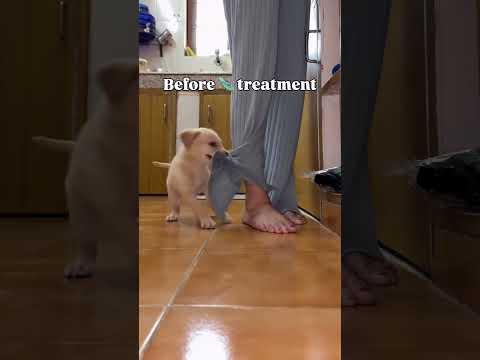 PoV : Before chapal treatment from mother 😂🤣🤪 #dog #labrador #funny